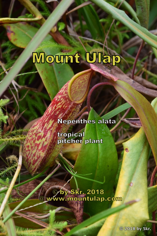 Mount Ulap Pitcherplant growing at Mount Ulap 1500 masl within a shining 🌤 mountain path at twilight  
